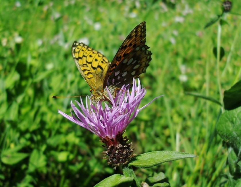 Farfalle di Valtellina, Valchiavenna, V.Poschiavo, Bregaglia